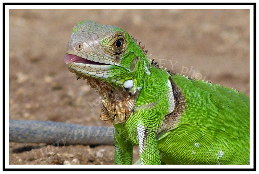LOW-RES-Green-Lizard